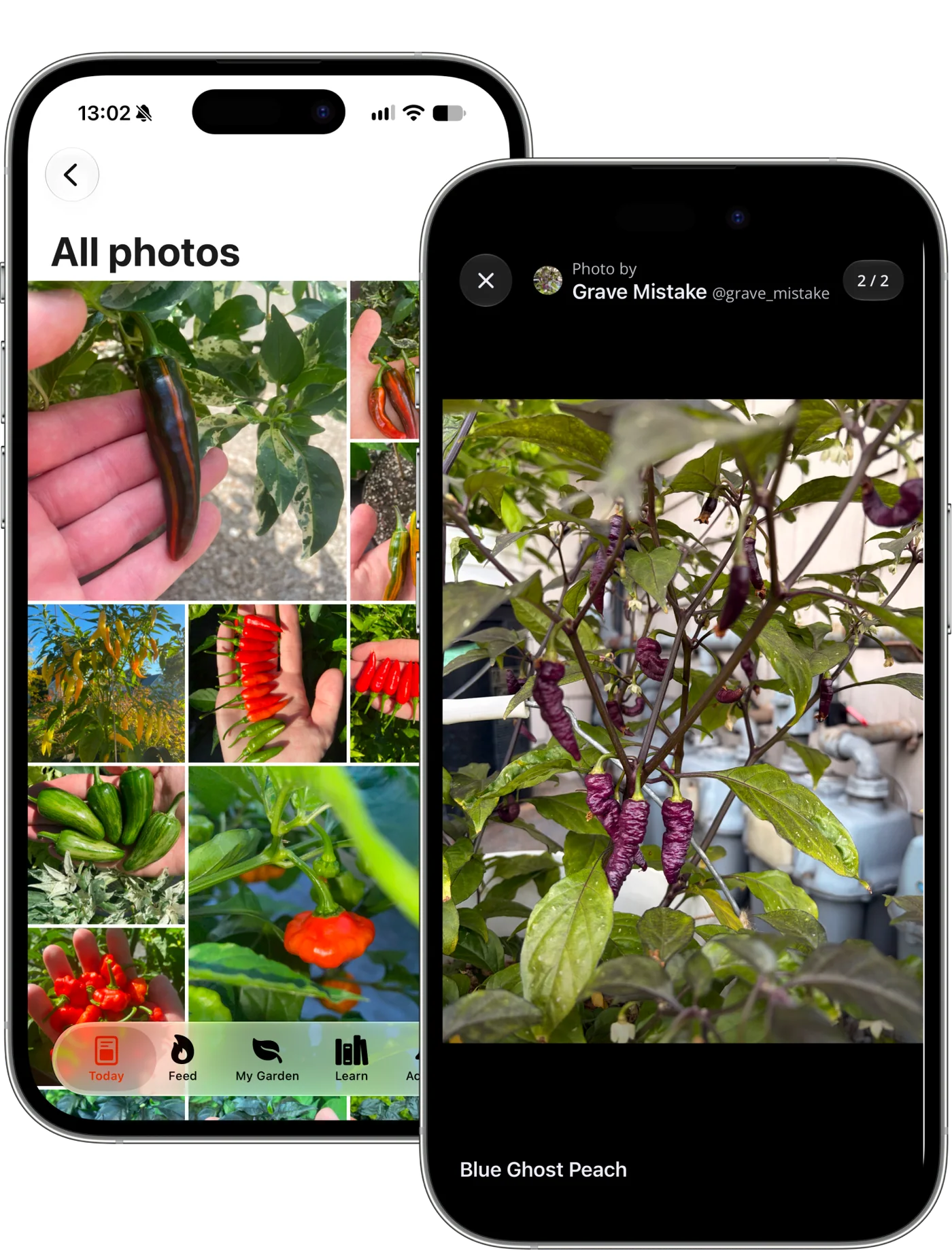 Capsi photos from growers on iPhone